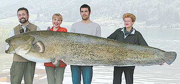 1591_Taxidermy Hofinger (mounted trophy)_Wels Catfish_Silurus glanis.jpg